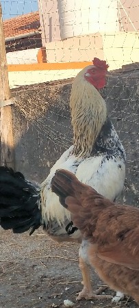 મુરઘો વેચવાનો છે