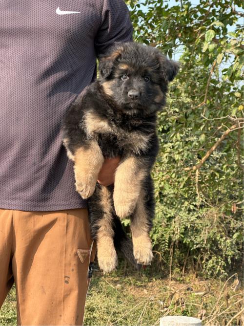 German Shepherd long coat