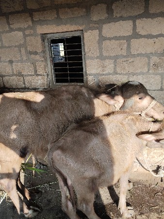 थंबनेल 3