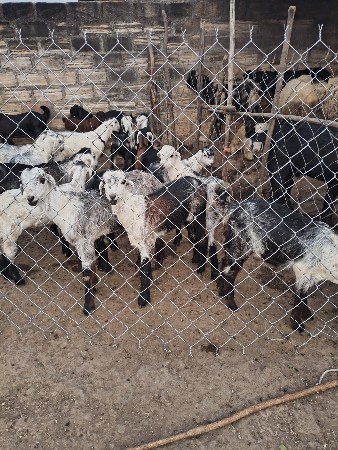 થંબનેલ 3