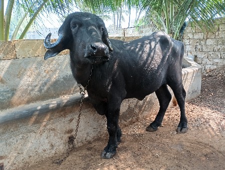 थंबनेल 3