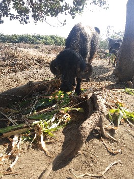 थंबनेल 3