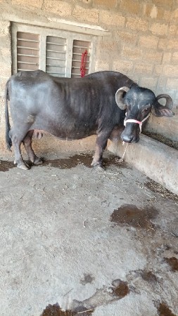 ભેસ વેચવાની છે