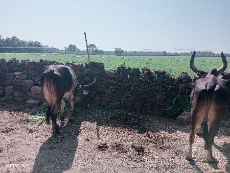 બળદ વેચવા ના છે