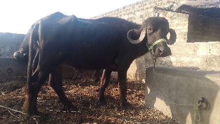 थंबनेल 3