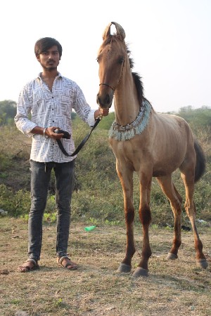 थंबनेल 3