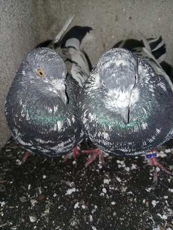 ટેડી કબુતર આપવાના છે