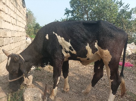 थंबनेल 3