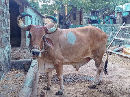 બળદ વેચવાનો છે