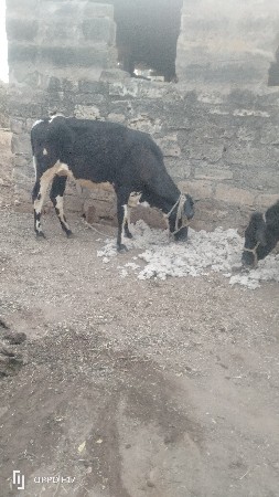 વાસડીયુ