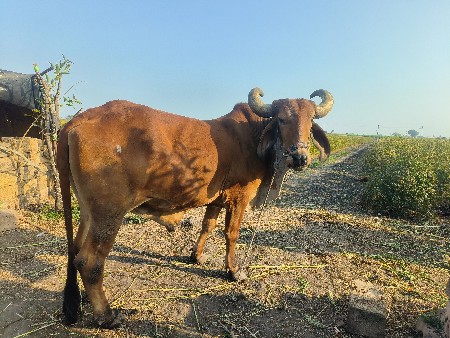 3 vavni vavel se 4 avse