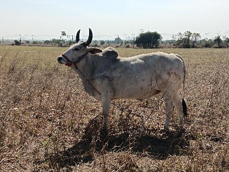 થંબનેલ 3