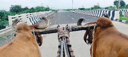 બળદ વેચવાના છે