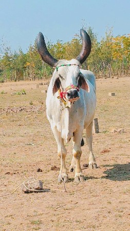 थंबनेल 2