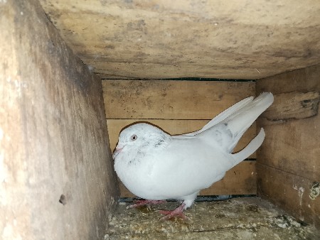 કબૂતર વેચવાના છે