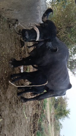 थंबनेल 3