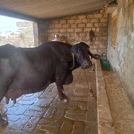 વેચવાની છે