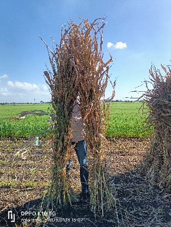 જુવાર ની નીરણ વેચવાની છે
