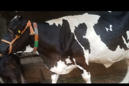 ગાય વેસવાની