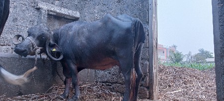 ગાભણ ભેંસ વેચવાની છે