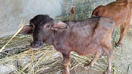 પાડો વેચવાનો છે