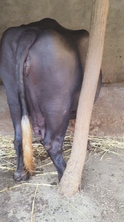 थंबनेल 6