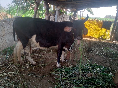 થંબનેલ 2