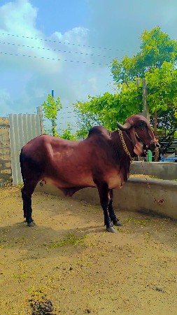 थंबनेल 3