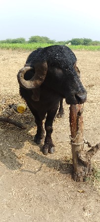 પાડો વેચવાનો છે