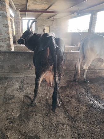 જાઅંબવી કાળી કાંકરેજ વેચવાની છે