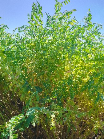 ઉભળા ચણા માણસ ની કમર સુધીઆવે છે