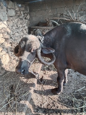 थंबनेल 2