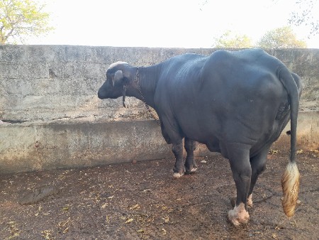 ભેંસ વેચવાની છે