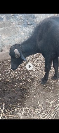 3 ખડેલી વેચવાની છે.