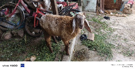 2 ઘેટાં વેચવાના છે