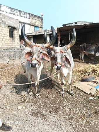 थंबनेल 3