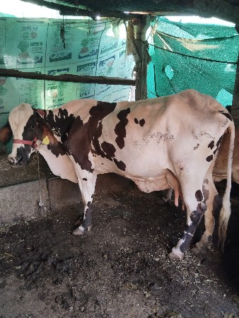 थंबनेल 3