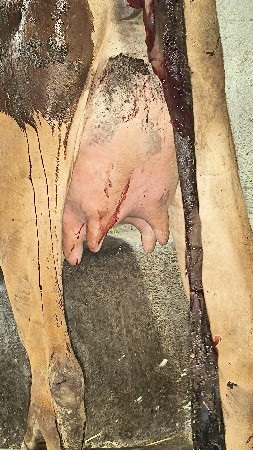 પેલું વેતર હોડકી ક્રોસ વેચવાની