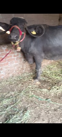 थंबनेल 2