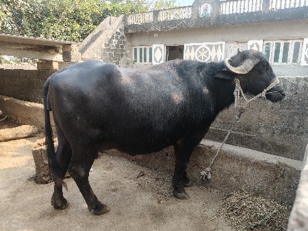 थंबनेल 2