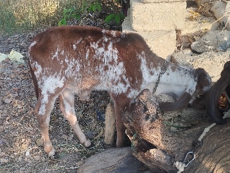 આગાયવેચવાની છે