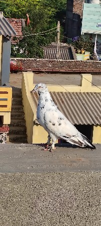 સાટા કરવાના છે નર ના
