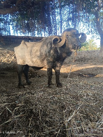 थंबनेल 3