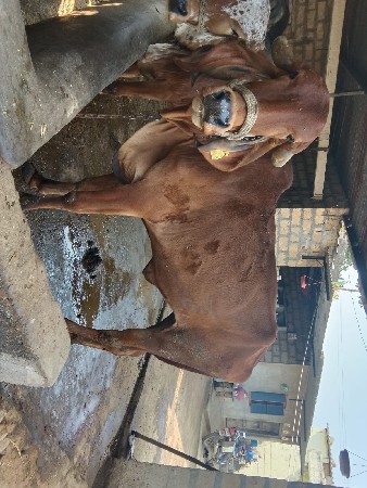 આ વોડકી વેચવાની છે