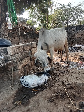 ગાય વેચવાની છે