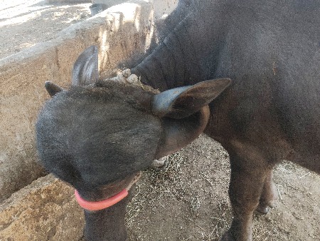 આ ખડેલી વેચવાની છે