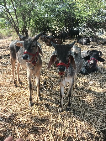 વાસડા વેસવાના છે