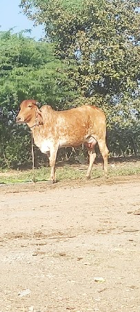 थंबनेल 3