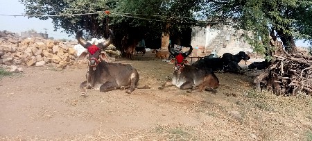 ગોઢલા વેચવાના છે છ છ દાતે