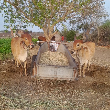 थंबनेल 2